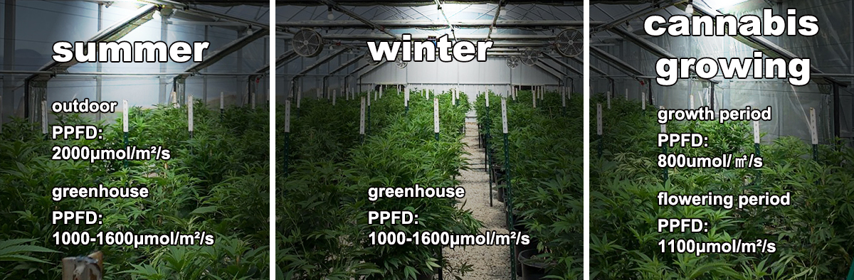 Lighting condition for greenhouse