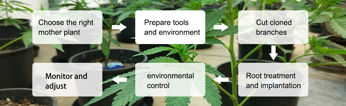 cloning cannabis