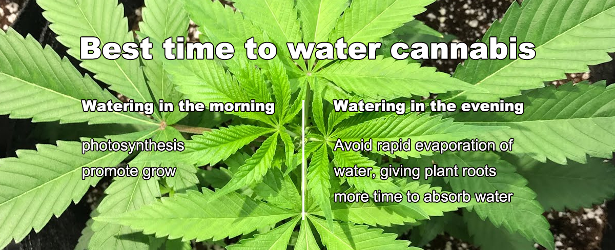Best Time to Water Weed Plants