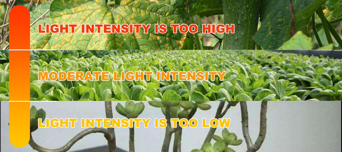 Light intensity effect