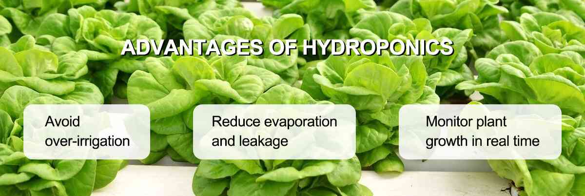 hydroponics advantage