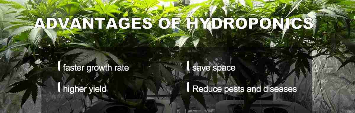 Advantages of hydroponics