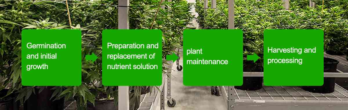 A Guide to Hydroponic Cannabis Growing