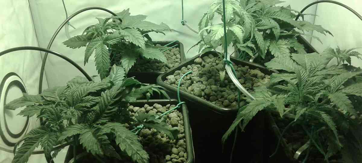 Low Stress Training (LST)