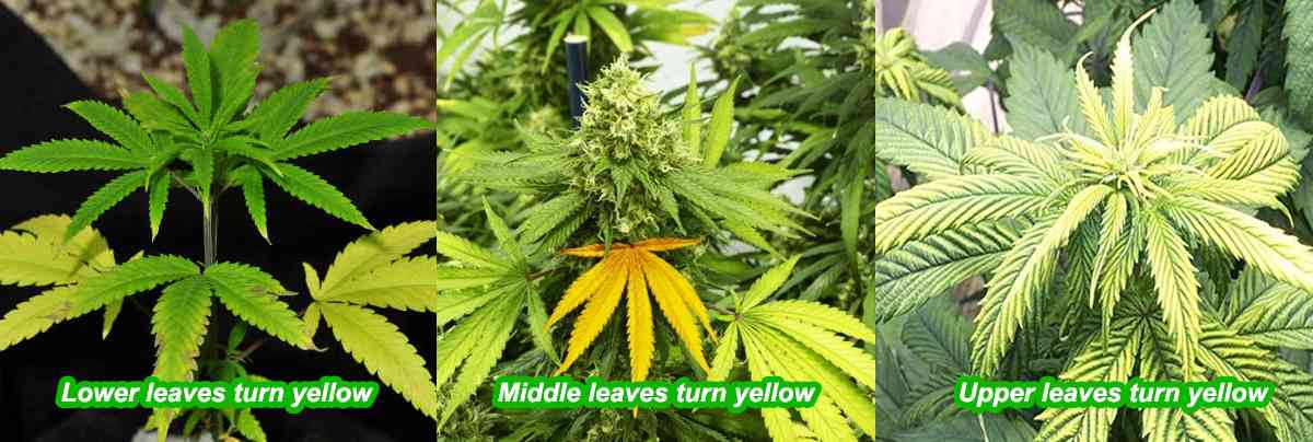 Cannabis leaves turn yellow