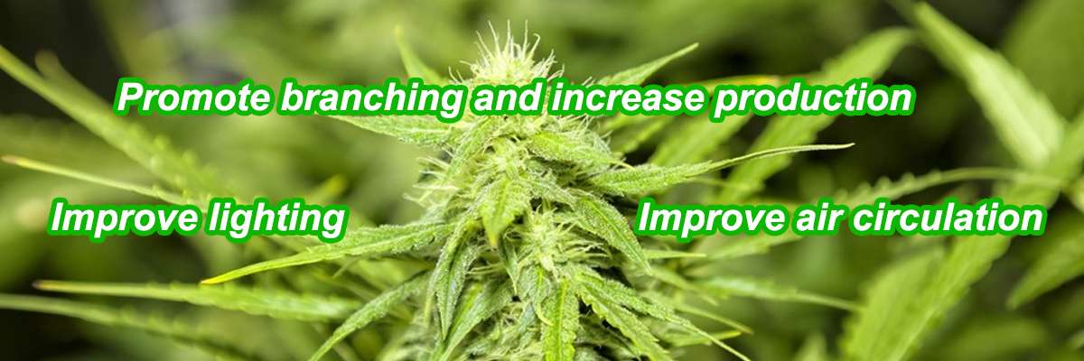 What are the benefits of topping?