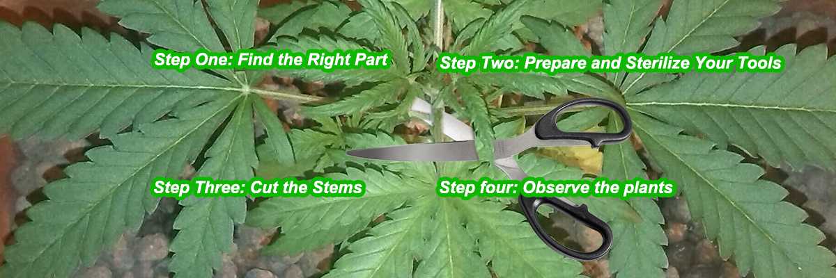 How to Top Cannabis Plants for Maximum Yield: A Step-by-Step Guide  