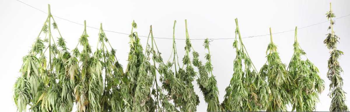 Drying cannabis