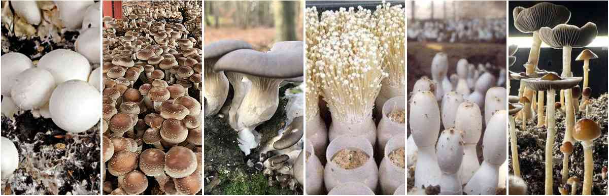 mushroom species