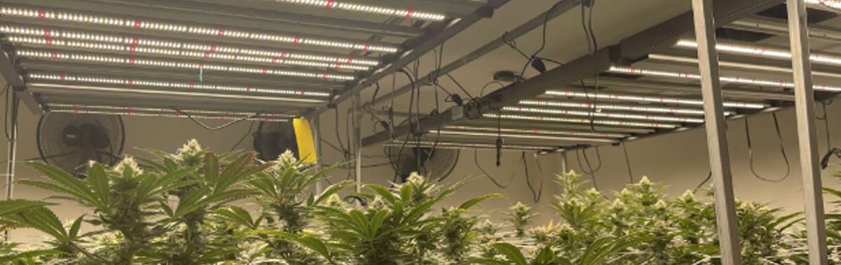 LED plant growth lights: New hope for indoor planting