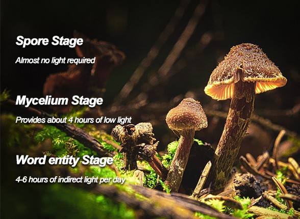 Light Needs at Different Growth Stages