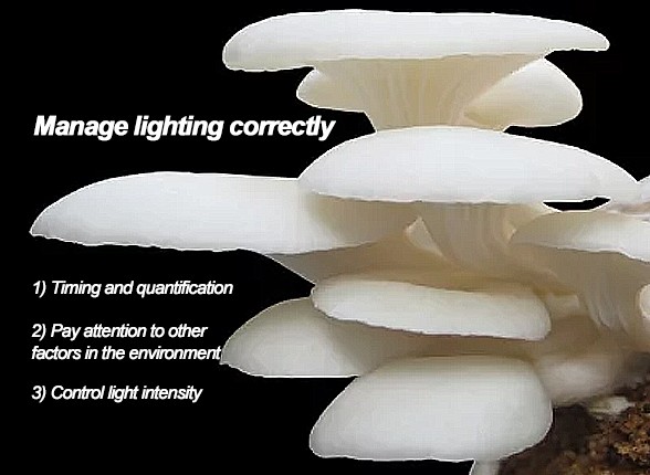 How to Properly Manage Light for Mushrooms