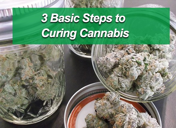  Basic Steps for Curing Weed