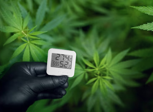 Why Are Temperature and Humidity Important for Cannabis?