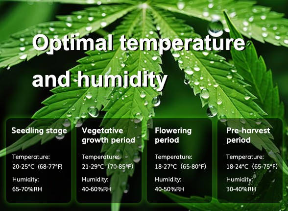 What Are the Optimal Temperature and Humidity Levels for Cannabis?