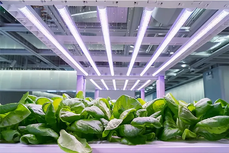 Comprehensive Guide to Cannabis Growing Equipment: A Must-Read Before You Buy!