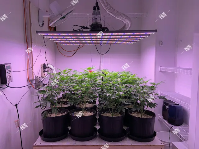 Why should you use LED lights to grow cannabis?