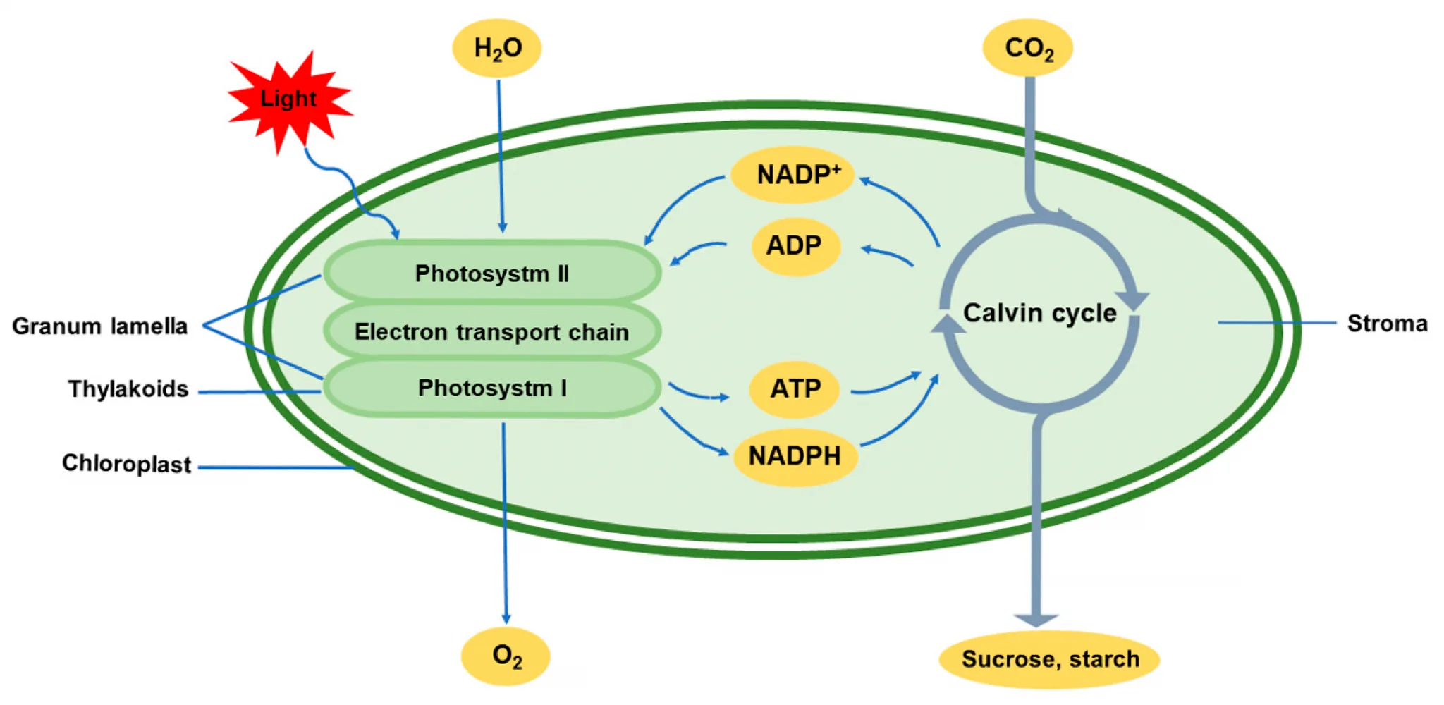 Recent advances in photosynthesis research