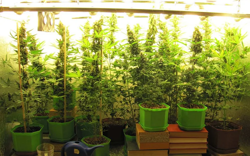 3 Ways to Grow Marijuana Using Indoor Grow Lights