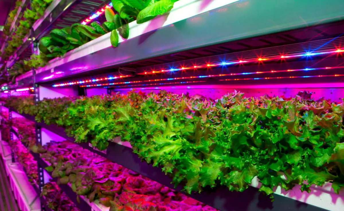 The Types of LED Lights that Inspire Vertical Gardeners