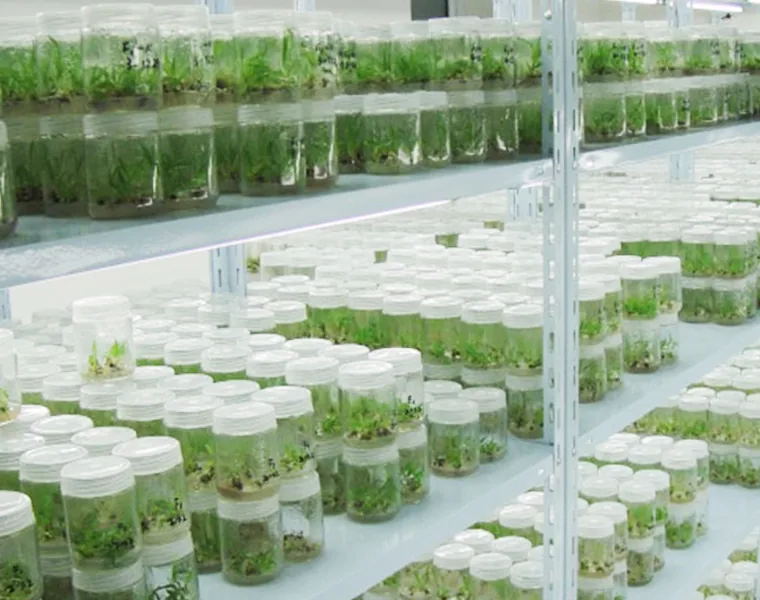 Tissue Culture