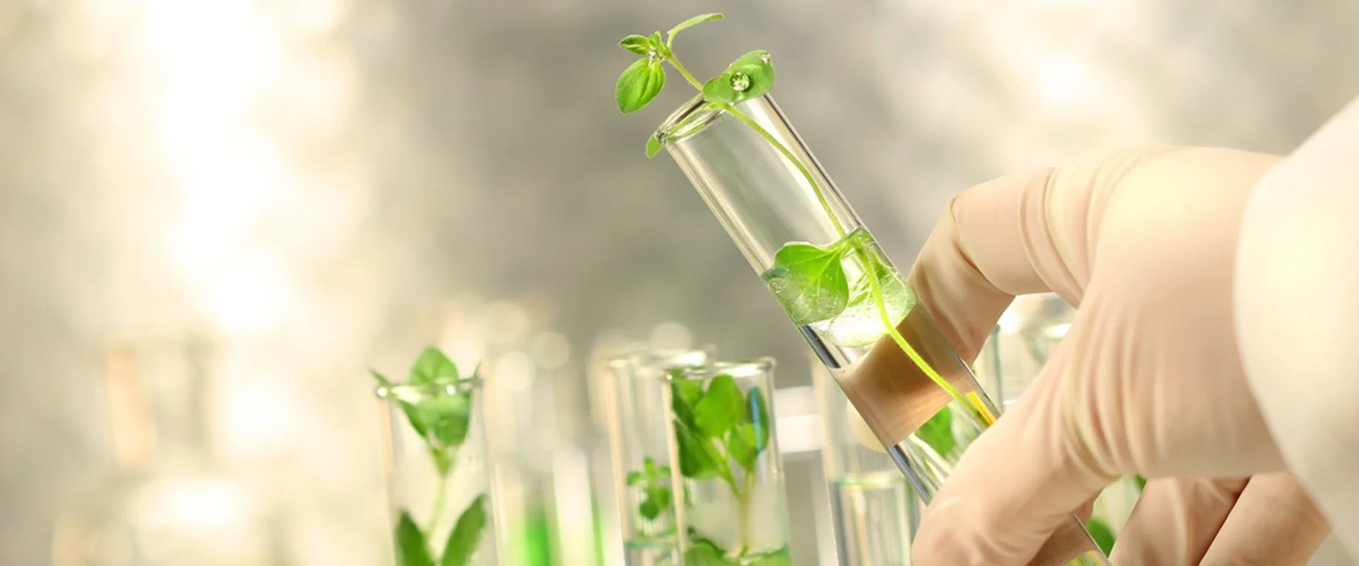 Tissue Culture Led Grow Light