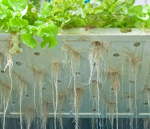 Hydroponic Grow