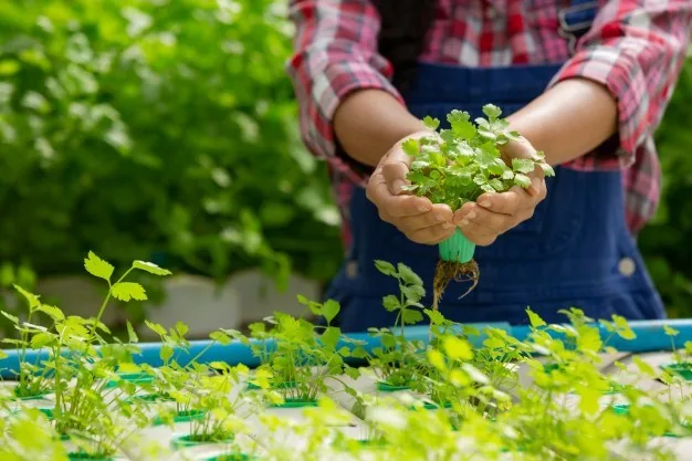 How to create indoor planting conditions