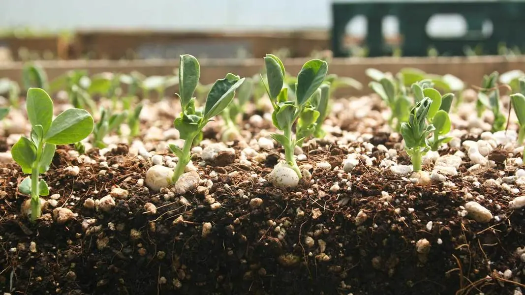 How to Choose the Best Grow Lights for Plants and Seedlings