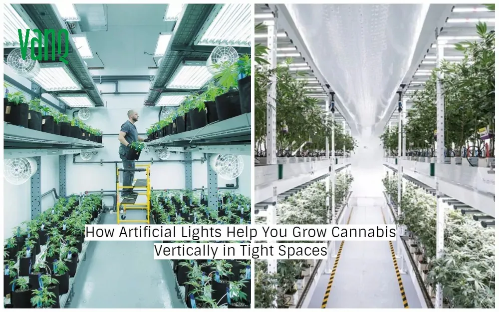 Artificial light helps you grow cannabis vertically in small spaces