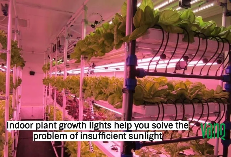Indoor plant growth lights help you solve the problem of insufficient sunlight