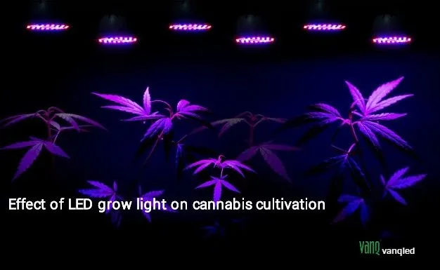 Effect of LED grow lights on cannabis cultivation