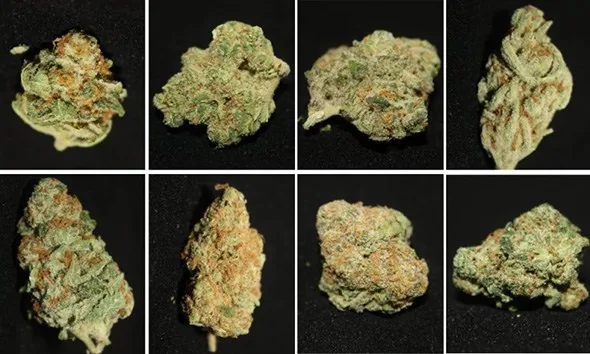 Which cannabis strain should you choose to grow?