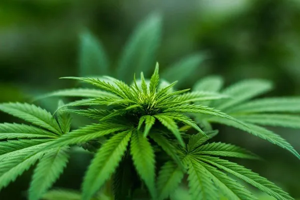 How Long Does Cannabis Take From Seed To Harvest