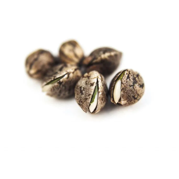 Best way to-germinate cannabis seeds