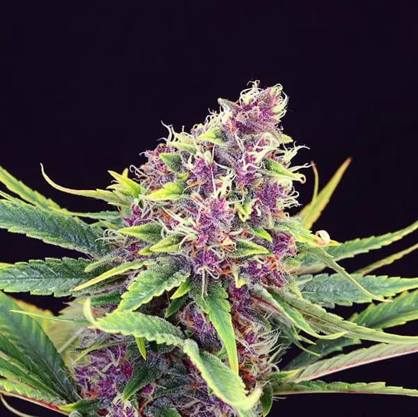 How to Optimize Spectrum to Increase THC Content in Cannabis