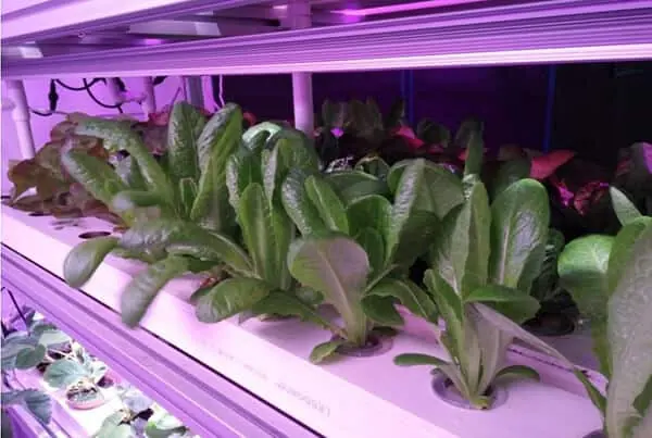 Effects of different light quality LED lights on plant growth