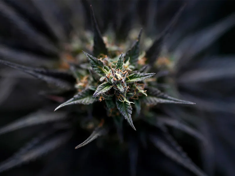 why are cannabis cultivation yields less than expected ? here-are the-details you may have overlooked !