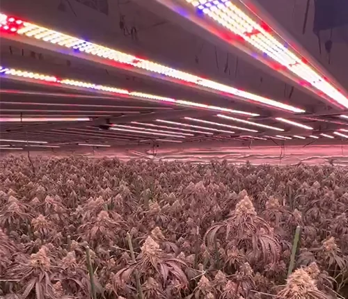 Commercial cultivation