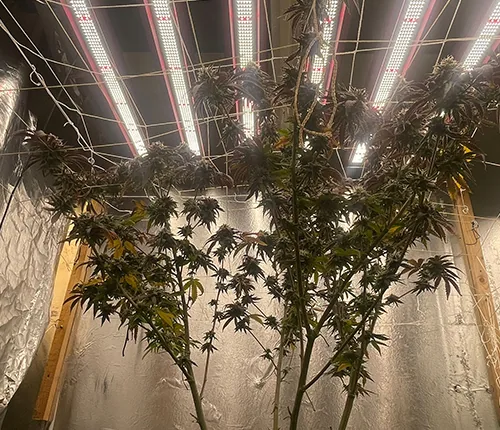 Indoor cultivation