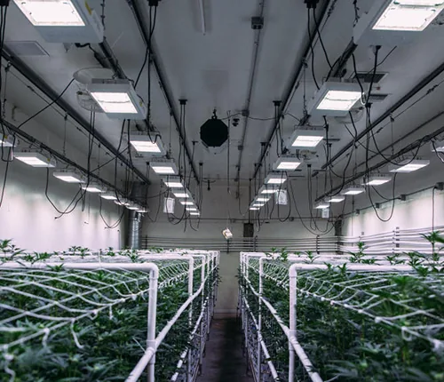 Indoor cultivation