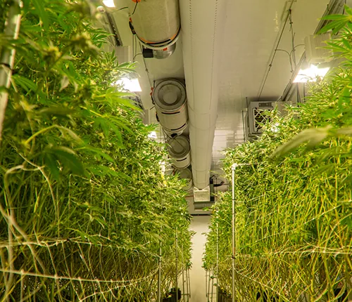 Tent planting