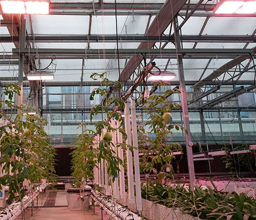 Cannabis cultivation