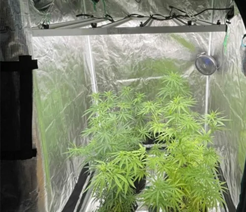 Tent planting