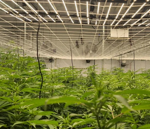 Commercial cultivation