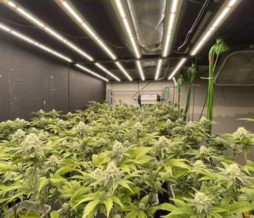 Indoor cultivation