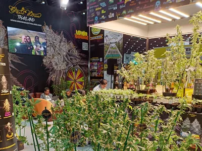 VANQ South Africa Cannabis Exhibition: Innovation Leads the Future