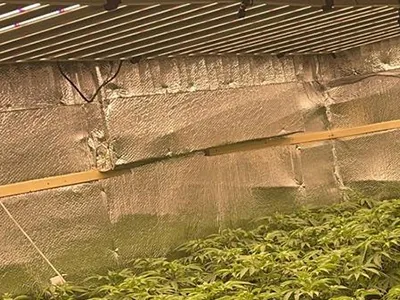 Double the installation efficiency: my VANQ 1600W cannabis grow light cultivation experience