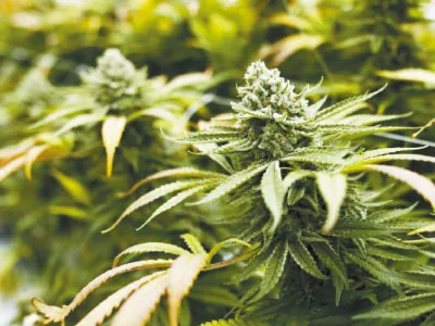 Marijuana growers teach you how to increase marijuana yields
