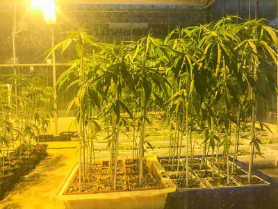 Effects of light intensity on plant growth